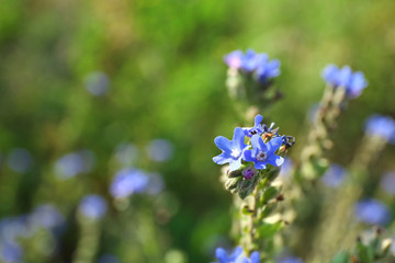 Fototapeta premium Closeup of beautiful wildflowers
