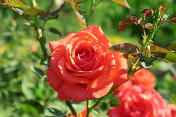 Beautiful flowers growing in garden