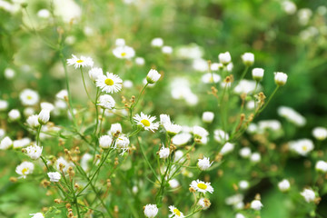 Fresh chamomile flowers over green grass background