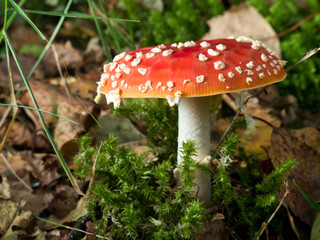 Amanita Muscaria