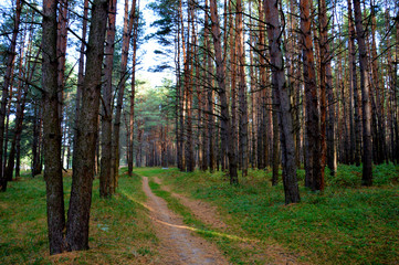 Obraz premium Осень