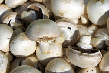 Фон белых шампиньонов