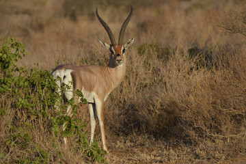 Grants Gazelle on the plains