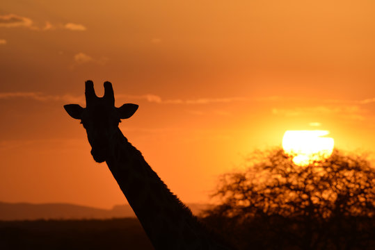 Silhouetted Giraffe at sunset