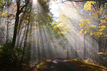 Morning sun rays through autumn trees