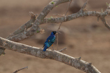 Superb Starling on a branch
