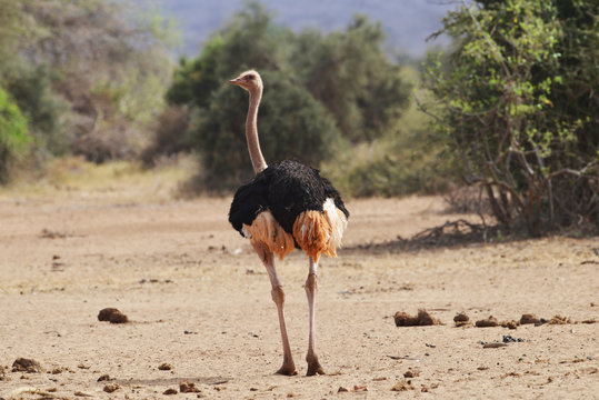 Ostrich Plumage