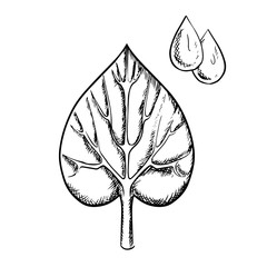 Heart shaped sappy leaf and water drops