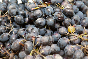 harvest of grapes