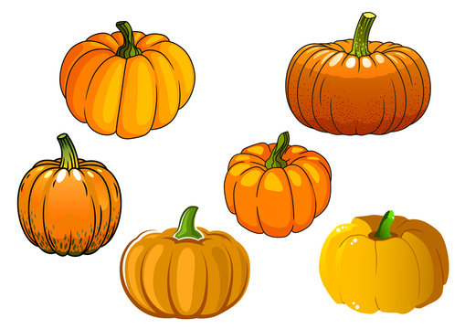 Orange pumpkin vegetables in cartoon style