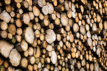 Forest Clearance and Logging