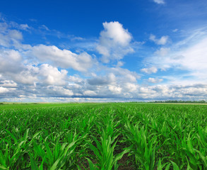 green corn field © Željko Radojko
