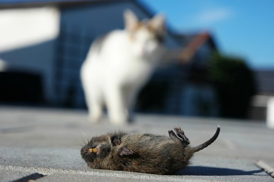 katze mit toter maus III