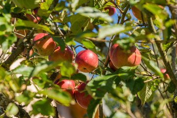 Close-up from an apple tree with red apples and from autumn colored leaves, in the Enns valley in Upper Austria, in the beginning October