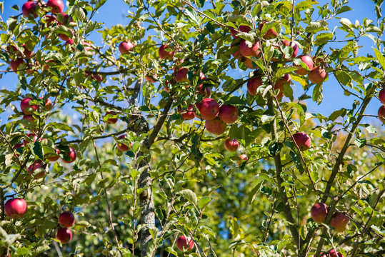 Close-up from an apple tree with red apples and from autumn colored leaves, in the Enns valley in Upper Austria, in the beginning October
