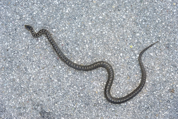 European viper on a street in the Limestone Alps in Upper Austria. Vipera berus has a wide range. It can be found across the Eurasian land-mass
