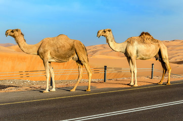 Camels walking through a desert, taken in the Liwa Oasis, Abu Dhabi area, United Arab Emirates
