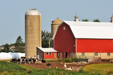 Dairy Farm