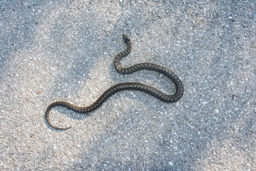 European viper on a street in the Limestone Alps in Upper Austria. Vipera berus has a wide range. It can be found across the Eurasian land-mass
