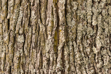 closeup of tree bark