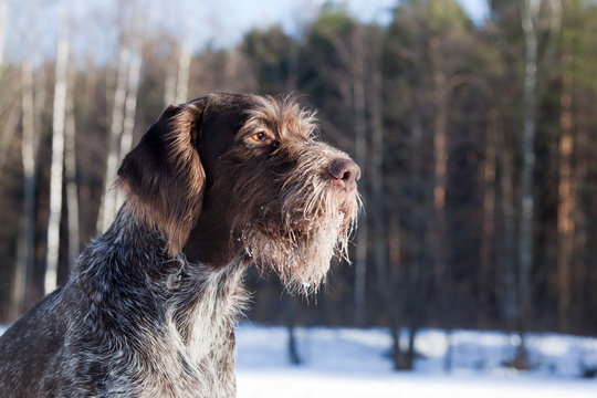 Drathaar portret  in winter forest