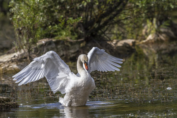 Höckerschwan (Cygnus olor)