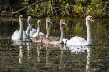 Höckerschwan (Cygnus olor)