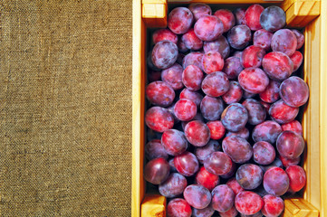 Blue garden plums in wooden box
