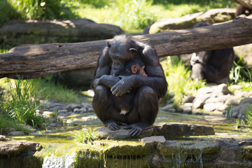 Fototapeta premium Sydney, Taroonga Zoo, chimpanzees