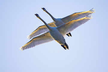 Höckerschwan,