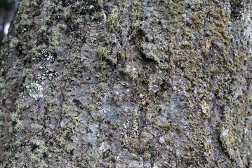 Rocky walls