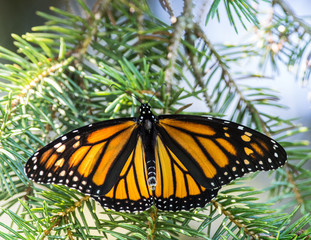 Monarch Butterfly on Pine Tree