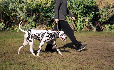 Man and Dalmatian