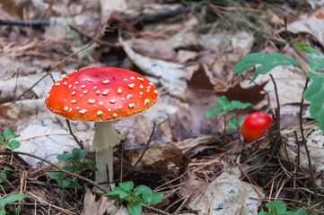 Red toadstool in a forest