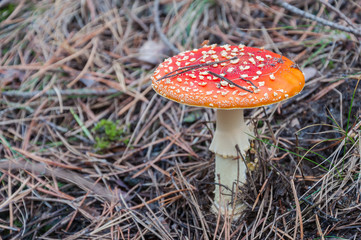 Red toadstool in a forest