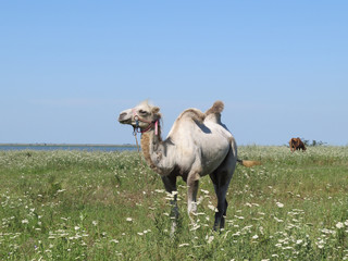 Camel on a pasture
