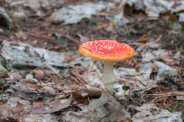 Red toadstool in a forest