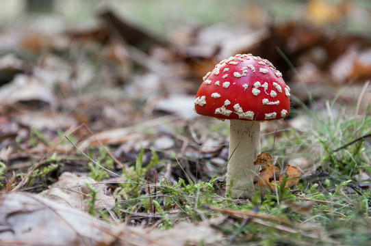 Red toadstool in a forest