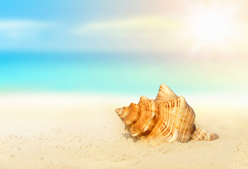 Obraz na płótnie Canvas seashell on the sandy beach