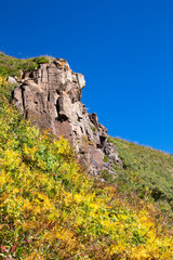 Gray rock cliff with autumn ferns