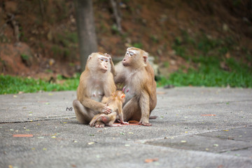 monkey family 