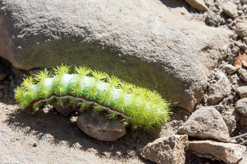 Lo moth caterpillar among rocks with shadow