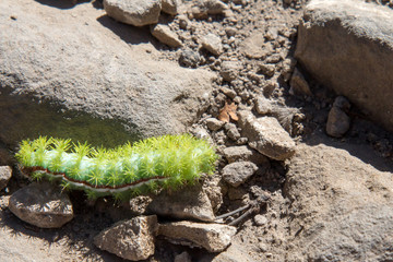 Lo moth caterpillar among rocks
