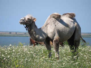 Camel on a pasture
