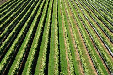 New Zealand Vineyard