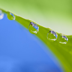 Fresh green leaf with water drops