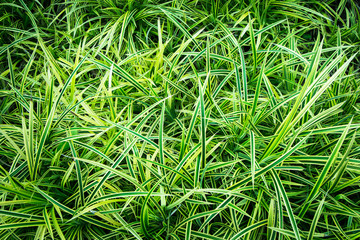 Green grass texture from a field