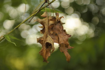 Fototapeta premium Foglie in bokeh