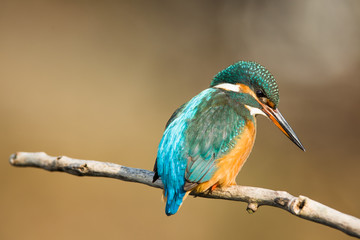Eisvogel auf Ast