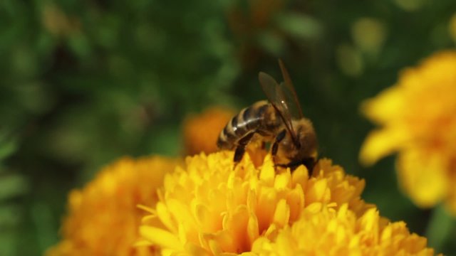 Honey bee pollinate flower